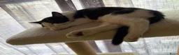 Mixed Breed cats for sale: 2 kittens 1 male 1 female - Advert 1