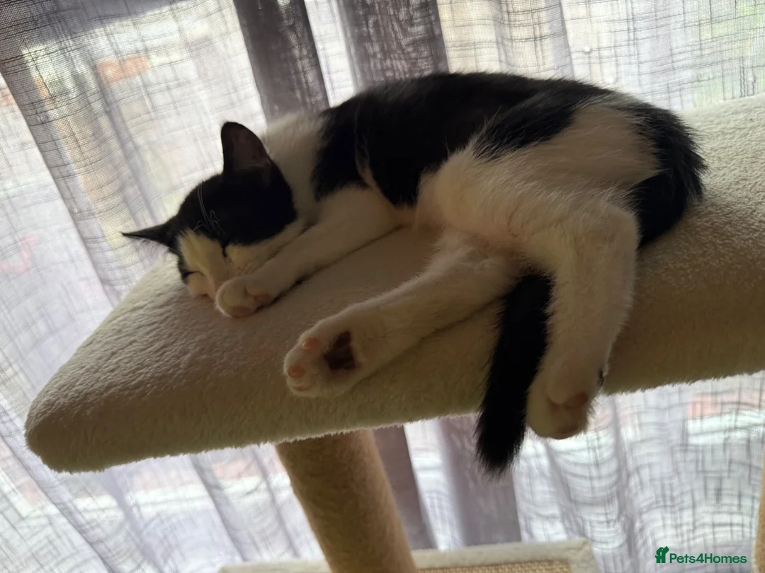 Mixed Breed cats for sale: 2 kittens 1 male 1 female - Advert 1