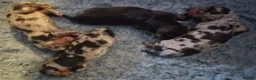 Miniature Dachshund dogs for sale: All-Girl Litter of Miniature Smooth Dachshunds in Manchester - Advert 2