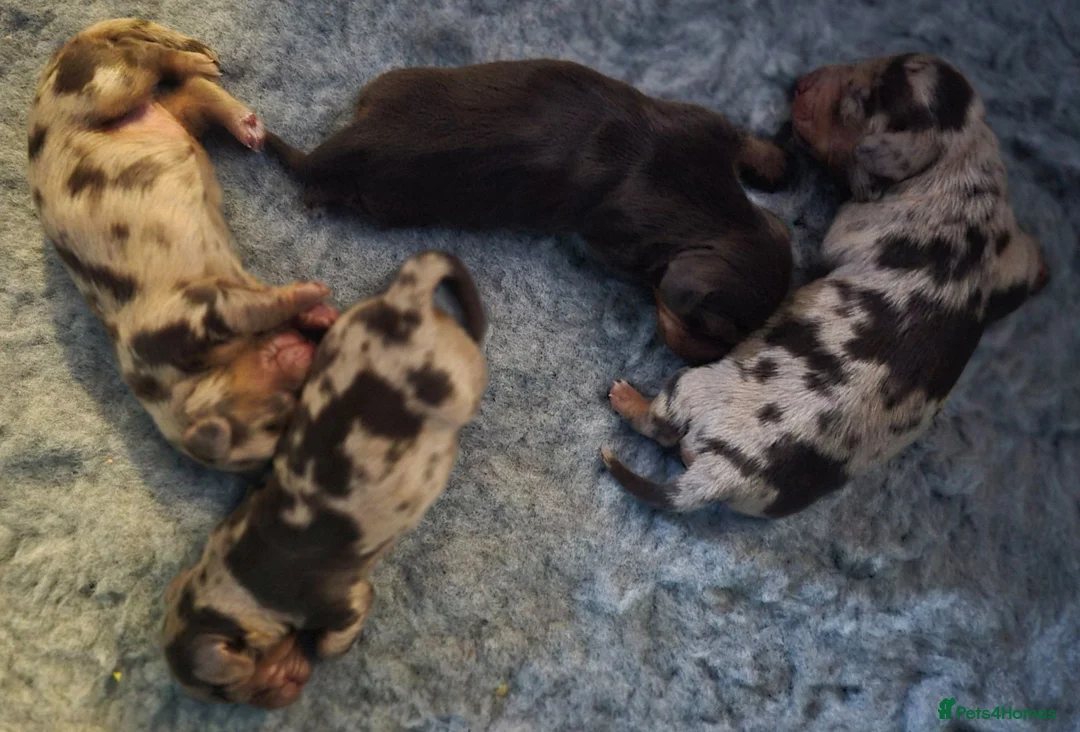Miniature Dachshund dogs for sale: All-Girl Litter of Miniature Smooth Dachshunds in Manchester - Advert 2