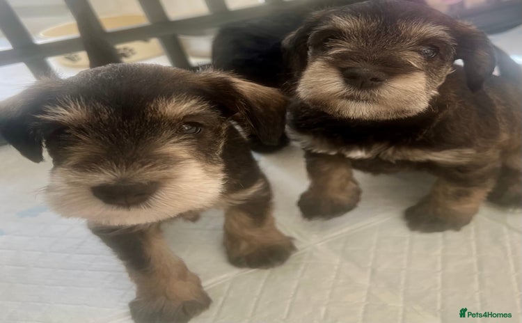 Miniature Schnauzer dogs - Advert 2