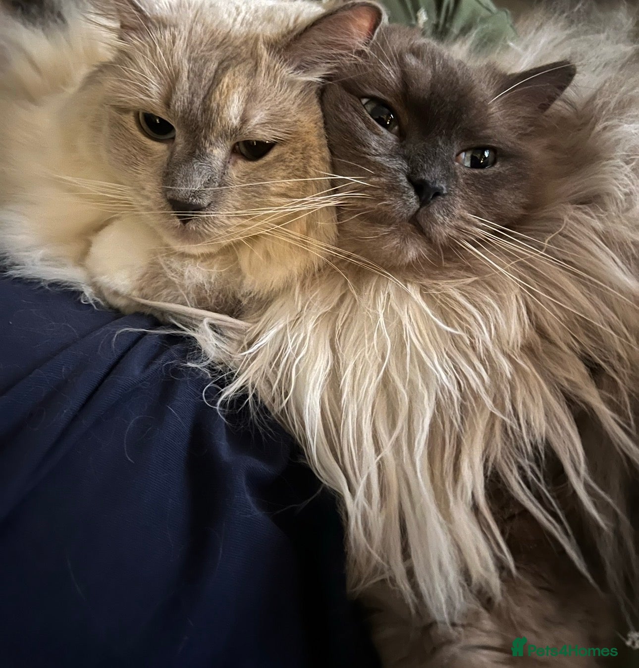 Ragdoll cats 2 adult Ragdoll cats looking for new hone - Advert 1