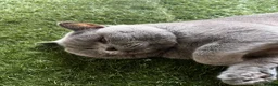 British Shorthair cats for stud: Champion British Blue Import for Stud  - Advert 3