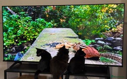 Domestic Shorthair cats for sale: 2 Bonded 3-months-old Black Kittens  - Image 2