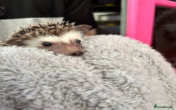 Pygmy Hedgehog rodents for sale: Stunning baby African Pygmy hoglets - Image 2