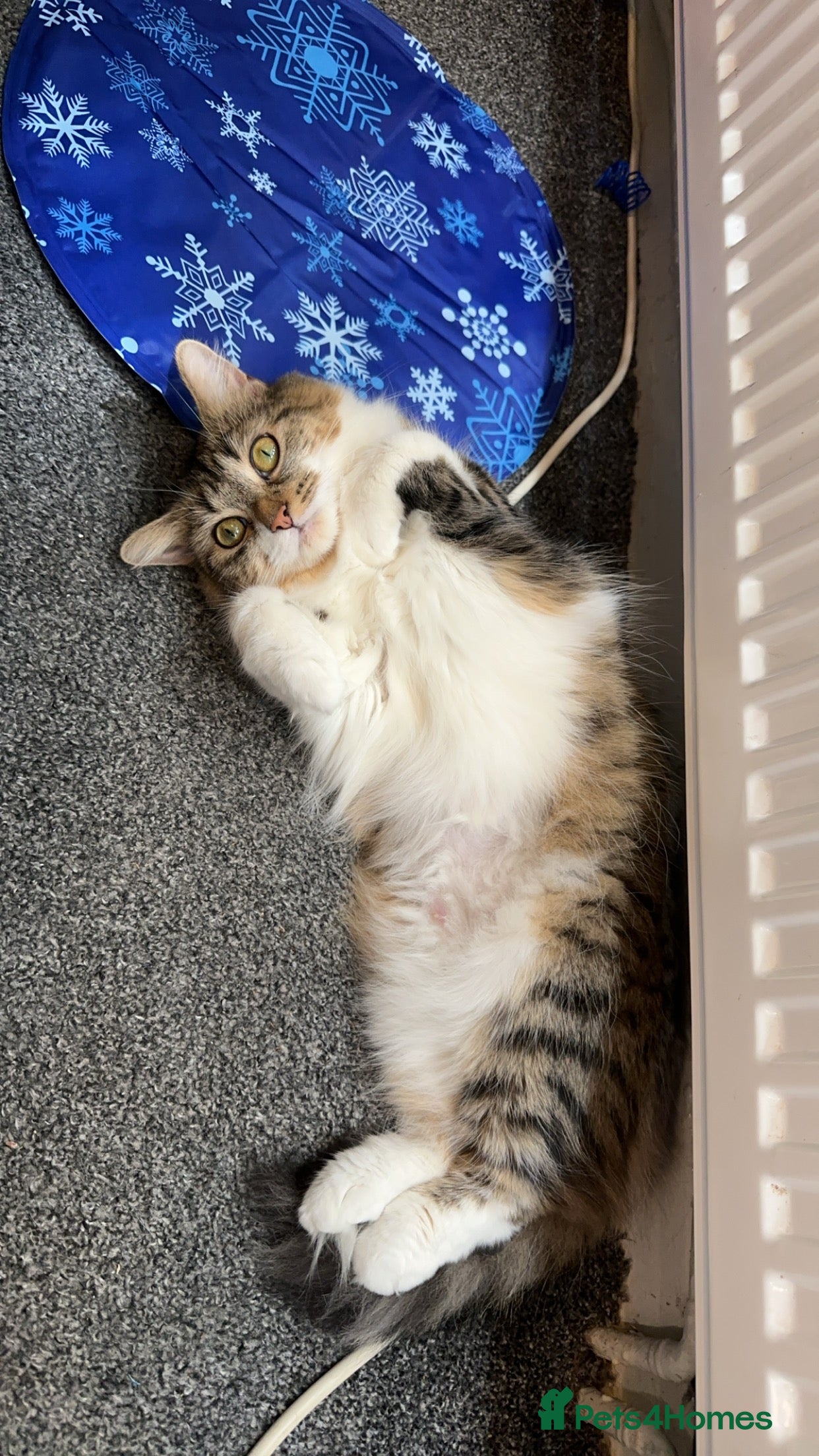 Mixed Breed cats Almost 3 year old girl cat  - Advert 2