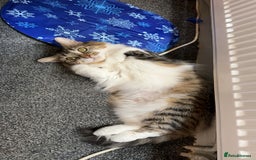 Mixed Breed cats for sale: Almost 3 year old girl cat  - Image 1