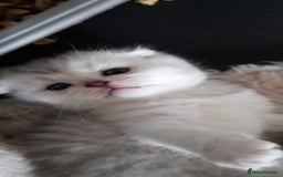 Scottish Fold cats for sale: LAST BOY FOLD. OPEN TO OFFERS.  in Aberdare - Image 5