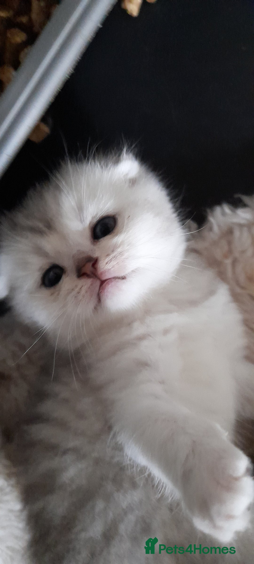 Scottish Fold cats for sale: LAST BOY FOLD. OPEN TO OFFERS.  in Aberdare - Image 5