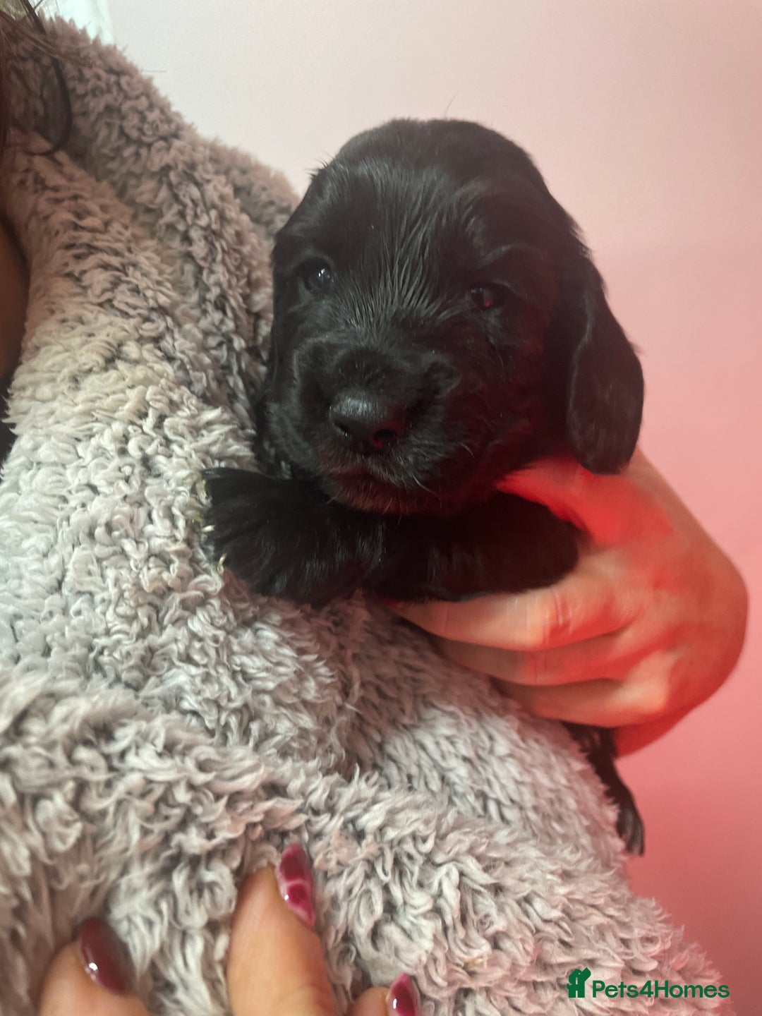 Cocker Spaniel dogs for sale: Cocker Spaniel  - Advert 22