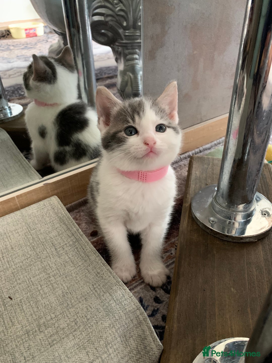 Mixed Breed cats for sale: Mixed breed Kittens  - Image 13