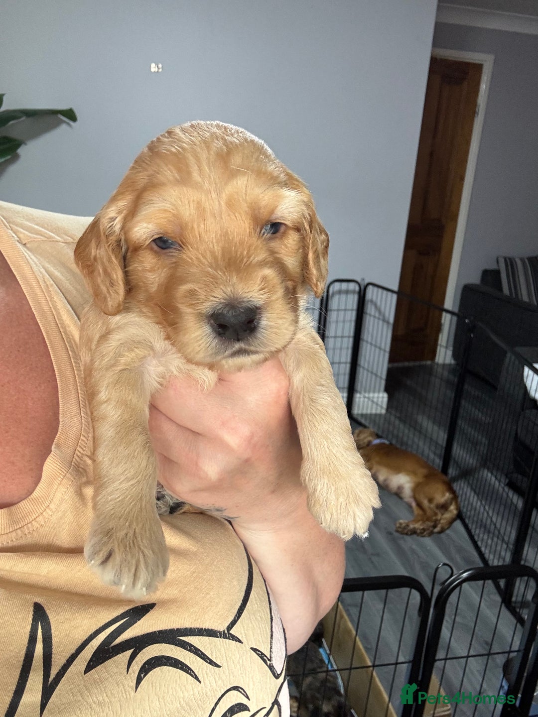 Cockapoo dogs for sale: F1 miniature cockerpoos  in Stoke-on-Trent - Image 3