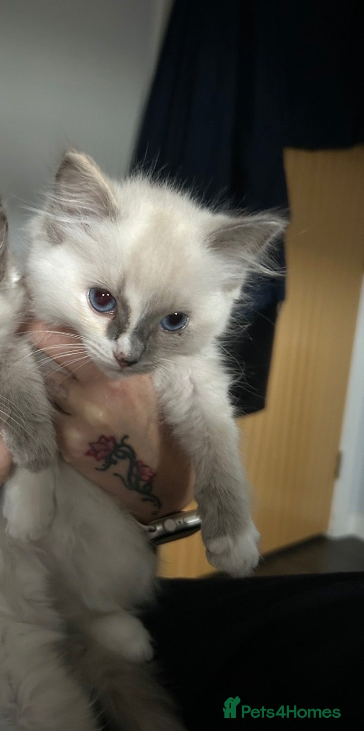 Ragdoll cats Ragdoll kittens girl only left  - Advert 17