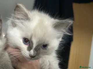 Ragdoll cats Ragdoll kittens girl only left - Advert 1