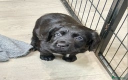 Cocker Spaniel dogs for sale: Working cocker spaniels - Advert 2