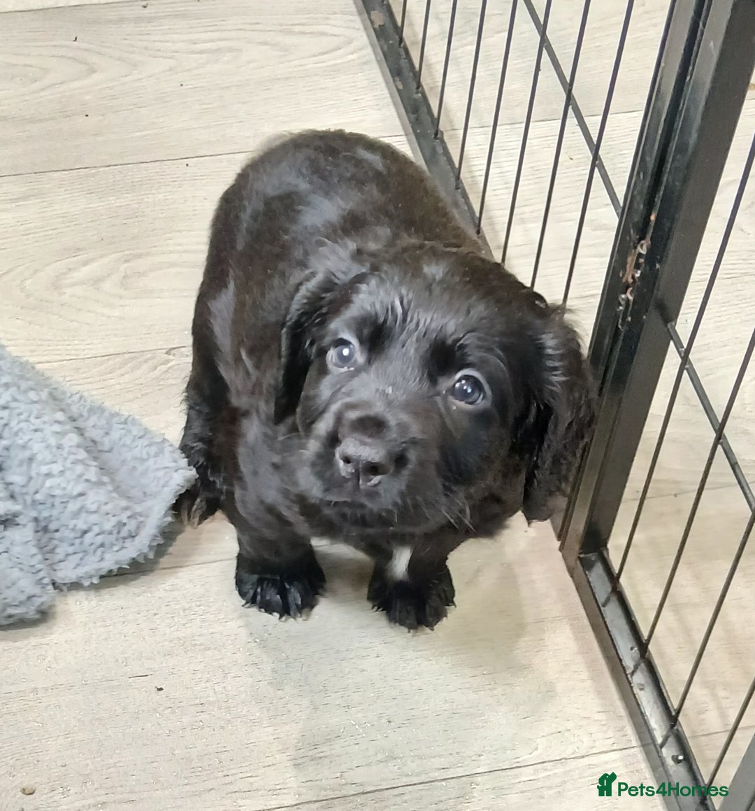 Cocker Spaniel dogs for sale: Working cocker spaniels - Advert 2