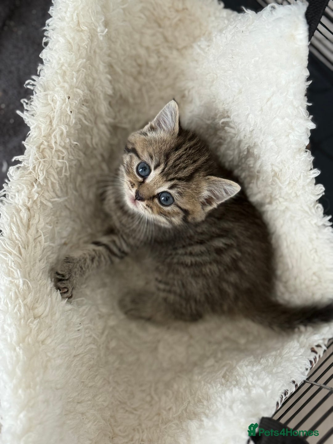 Mixed Breed cats for sale: Chunky, Fluffy Half Ragdoll Half British Shorthair - Image 4