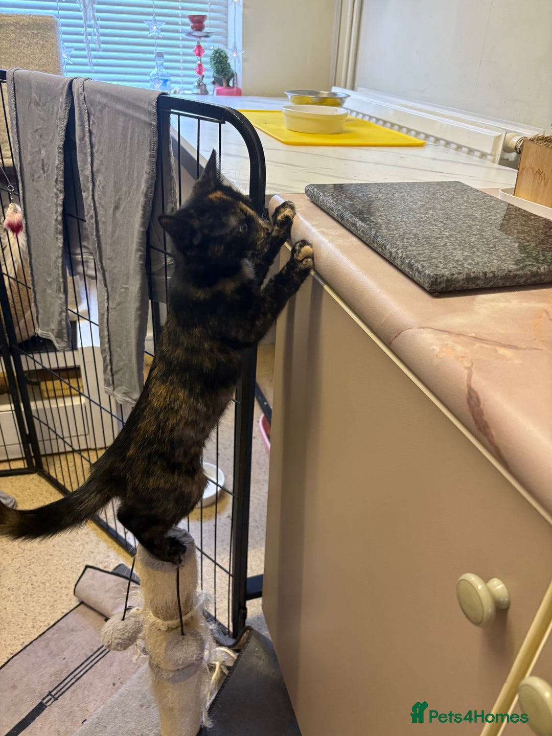 Mixed Breed cats for sale: Kittens for sale - Advert 2