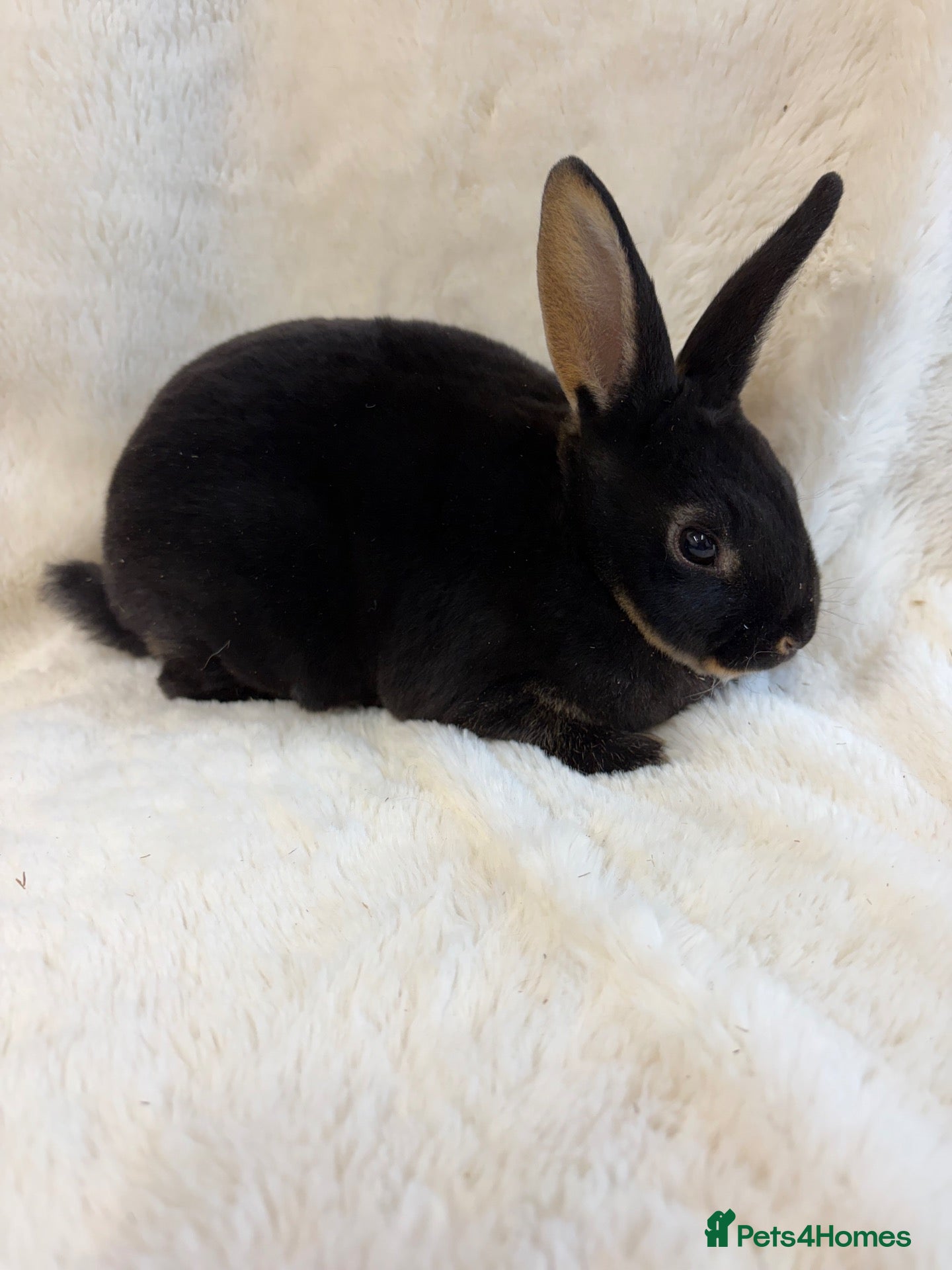Rex rabbits for sale: 2 beautiful Rex girls  - Advert 2