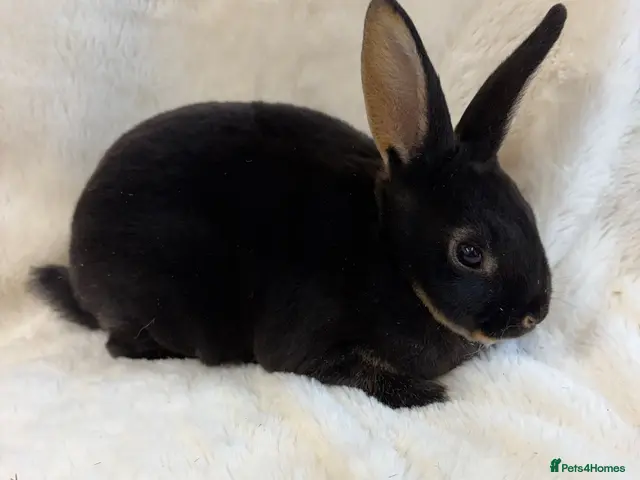 Rex rabbits for sale: 2 beautiful Rex girls - Advert 2