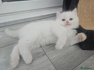 Ragdoll cats Stunning European bloodline kittens - Advert 7