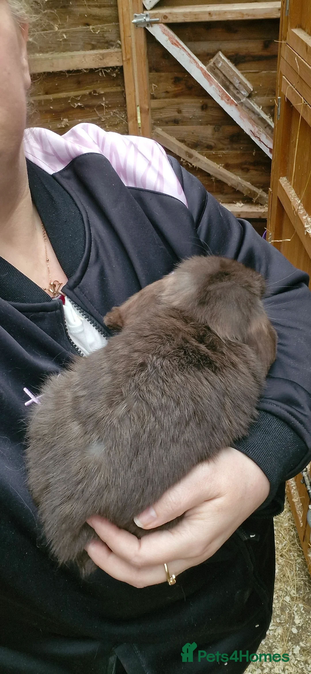 Mini Lop rabbits for sale: ** mini lop doe - Advert 2