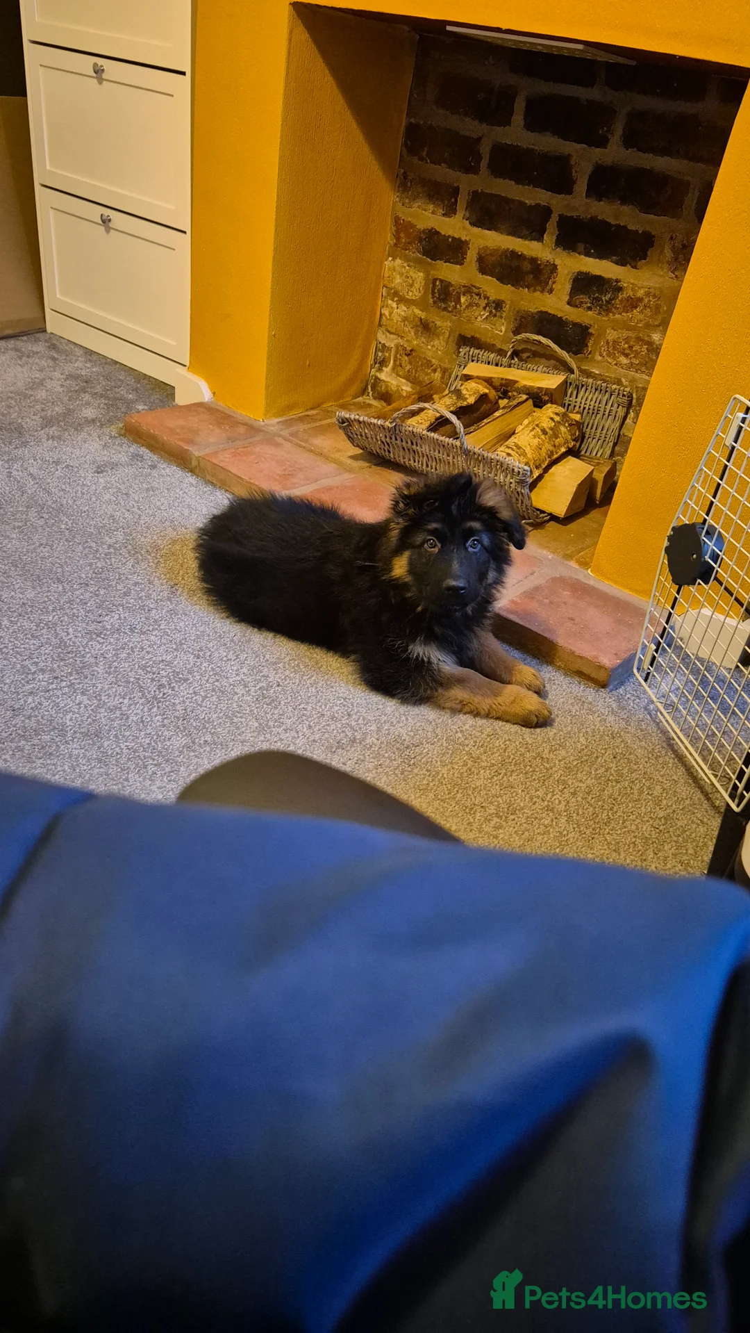 German Shepherd dogs for sale: Male German Shepherd Puppy 12 Weeks Old - Advert 2