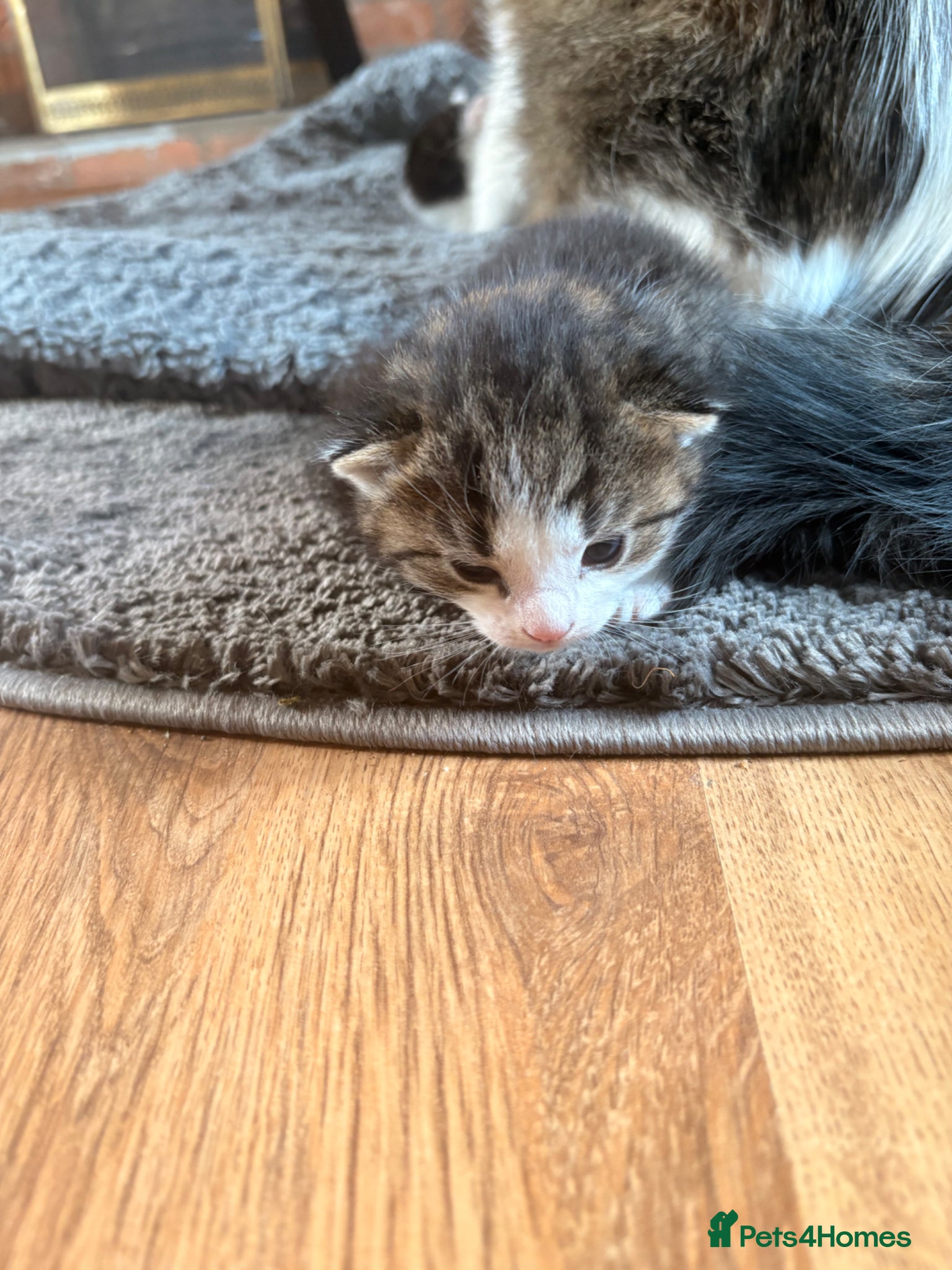 Mixed Breed cats for sale: Gorgeous kittens  in Nantwich - Advert 16