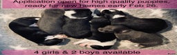 Border Collie dogs for sale: 6 quality healthy Border Collie, ready in Feb 26  - Advert 1