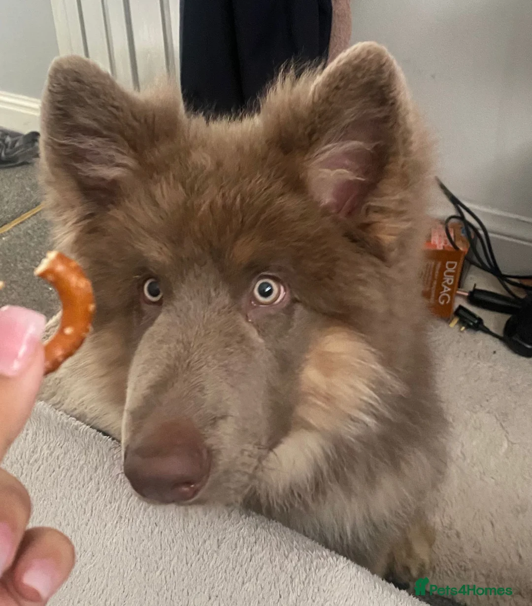 German Shepherd dogs for sale: Meet Sixty. Our Beautiful Isabella German Shepherd - Advert 30