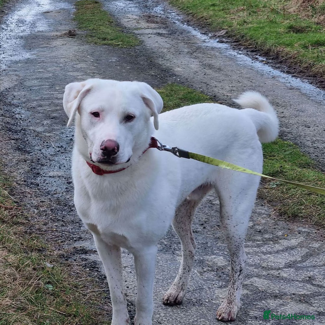 Mixed Breed dogs for adoption: DOUGIE - looking for an active guardian. - Image 2