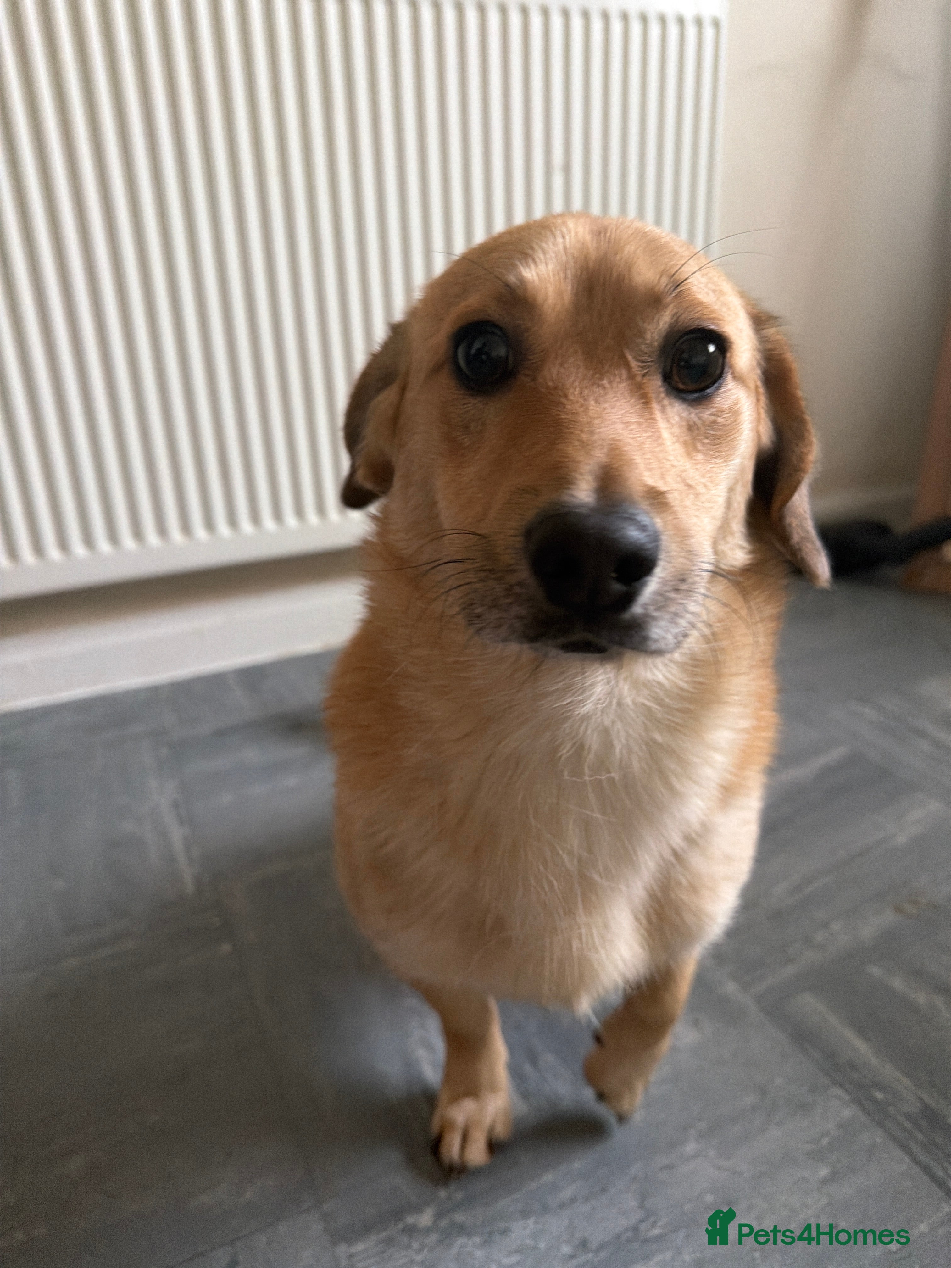 Mixed Breed dogs My JJ - Advert 4