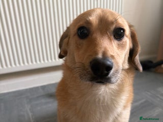 Mixed Breed dogs My JJ - Advert 1