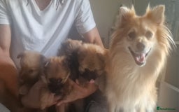 Pomeranian dogs for sale: Gorgeous Pomeranian puppies for sale - Image 16