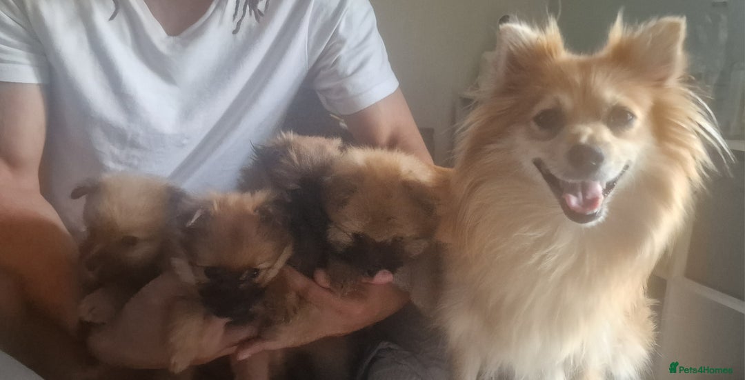 Pomeranian dogs for sale: Gorgeous Pomeranian puppies for sale - Image 16