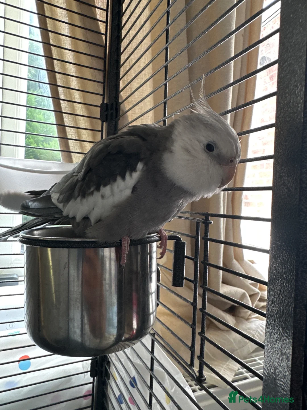 Cockatiels birds for sale: Whiteface grey cockatiel  in Manchester - Advert 2