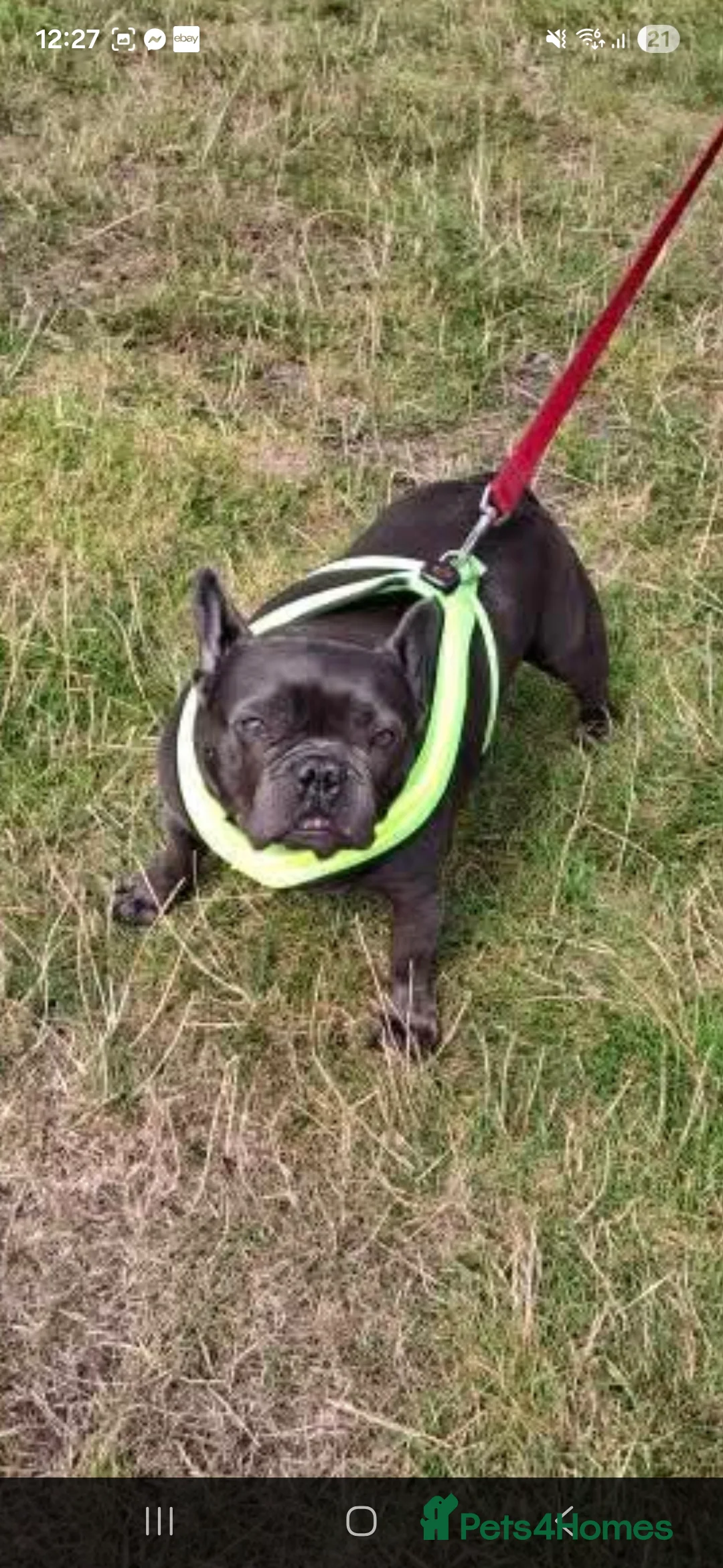 French Bulldog dogs for sale: Beautiful frenchie - Advert 2