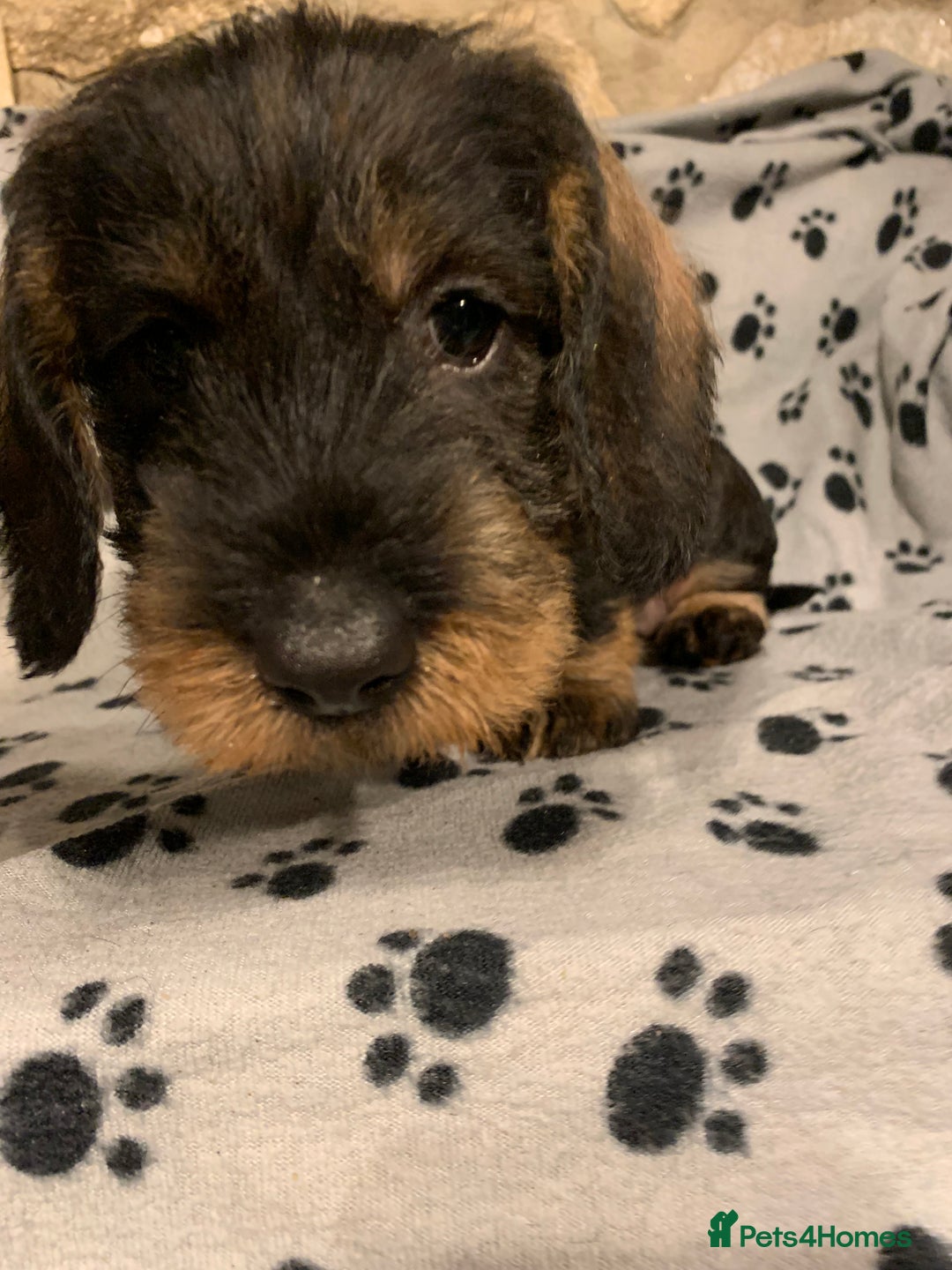 Dachshund dogs for sale: Standard wirehaired dachshund  - Advert 31