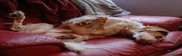 English Setter dogs for sale: Rare English Setter  in Great Yarmouth - Advert 7