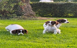English Springer Spaniel dogs for sale: READY TO GO KC REG ESS PUPPIES - Image 11