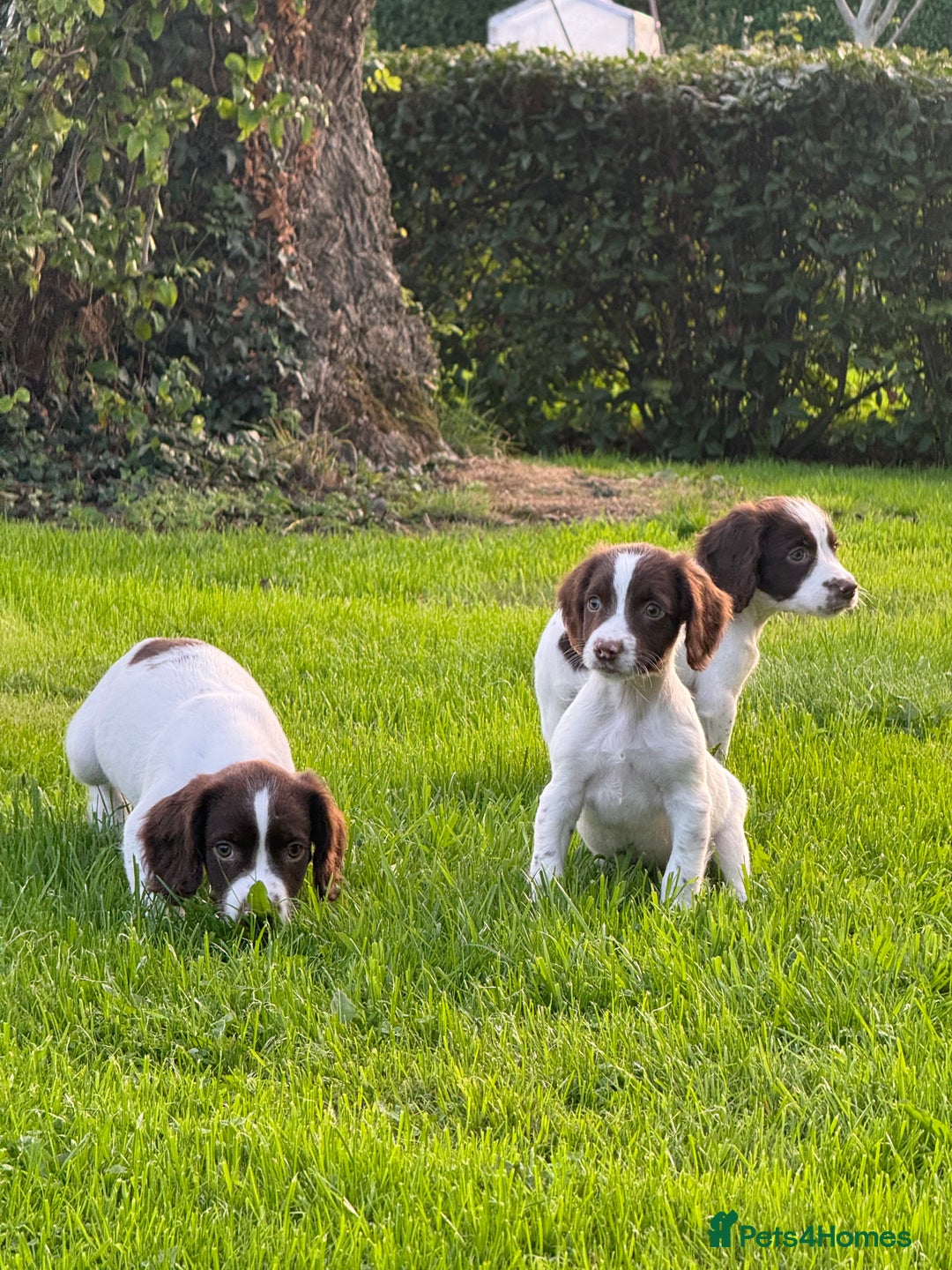 English Springer Spaniel dogs for sale: READY TO GO KC REG ESS PUPPIES - Image 11