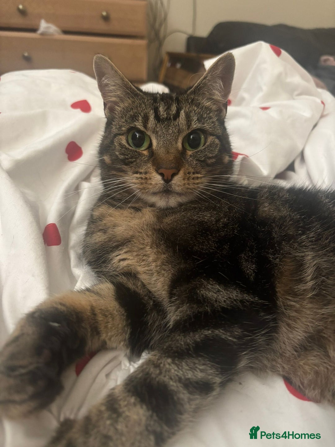 Domestic Shorthair cats for sale: Cleo needs a loving home - Image 6