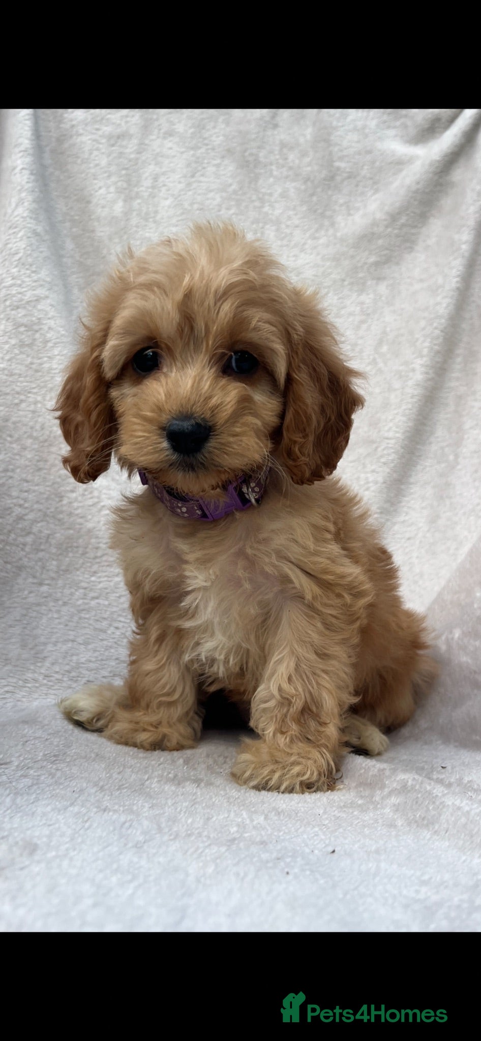 Cockapoo dogs Beautiful Cockapoo puppies  - Advert 1