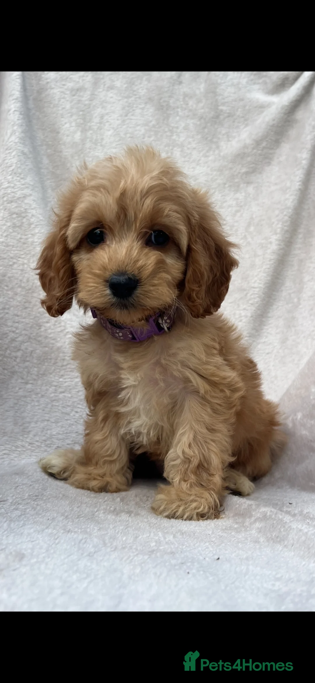 Cockapoo dogs for sale: Beautiful Cockapoo puppies  - Advert 1