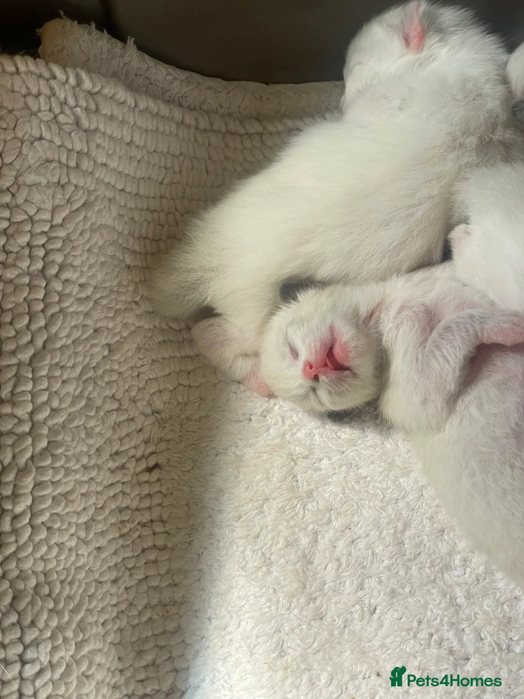Ragdoll cats for sale: 💙 Four Beautiful Pure Ragdoll Kittens for Sale - Advert 6
