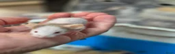 Mouse rodents for sale: Fancey Male and female mice - Advert 32