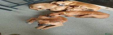 Mixed Breed 4