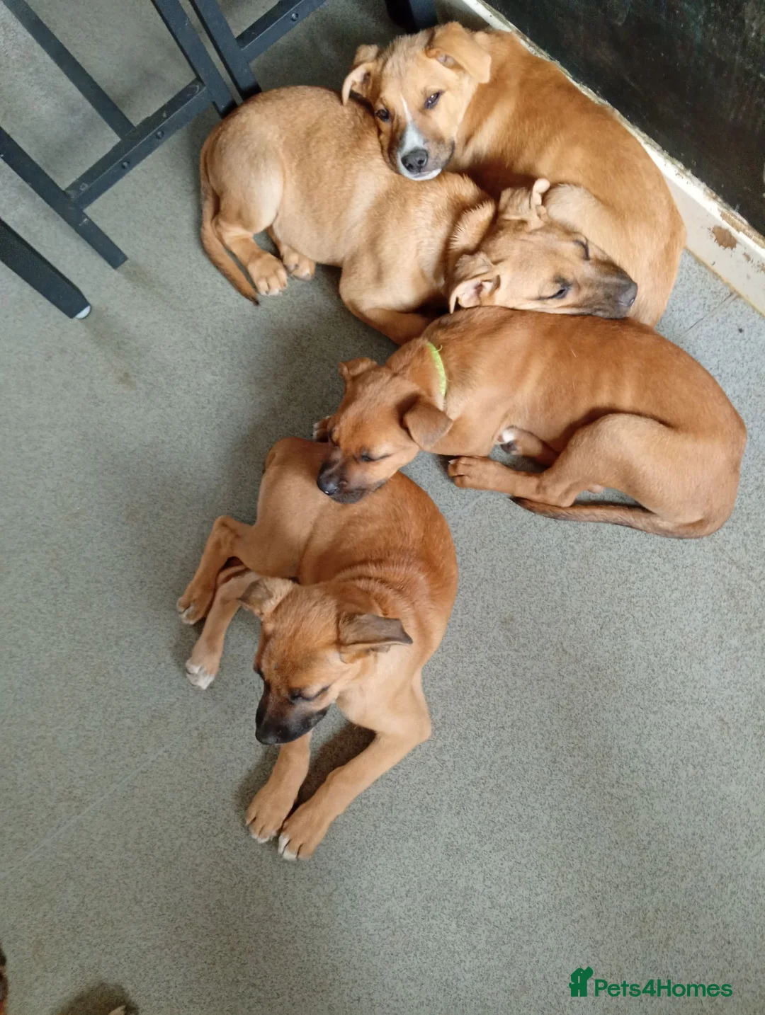 Mixed Breed dogs for sale: Ready to leave  - Advert 2
