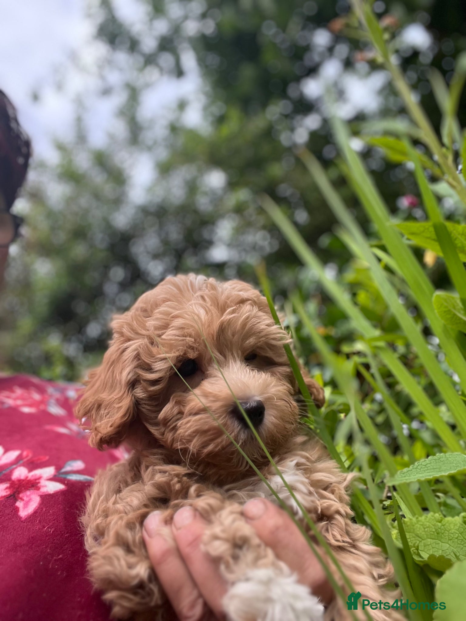 Maltipoo dogs LAST FEW BOY MALTIPOOS BOYS ONLY DNA CLEAR  - Advert 1