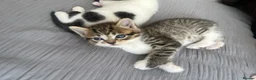 Mixed Breed cats for sale: 4 lovely kittens waiting for their forever home’s - Advert 15